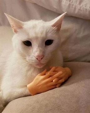 A cat laying down with a pair of Archie McPhee finger hands placed in front of it.