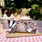 Badger | Greeting Card