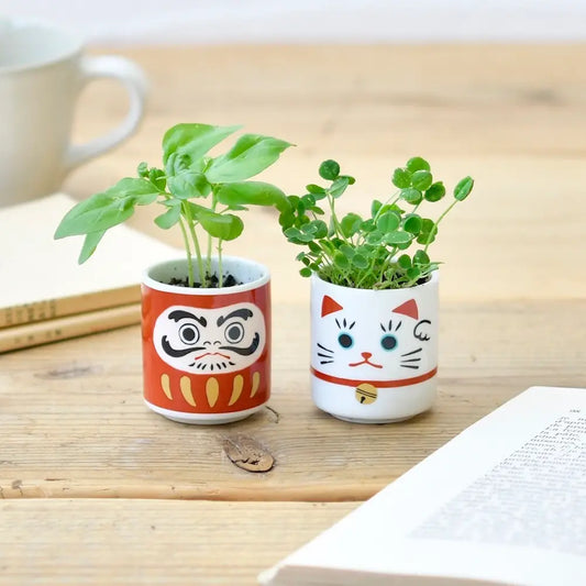 Daruma Doll | Lucky Plant Growing Kit