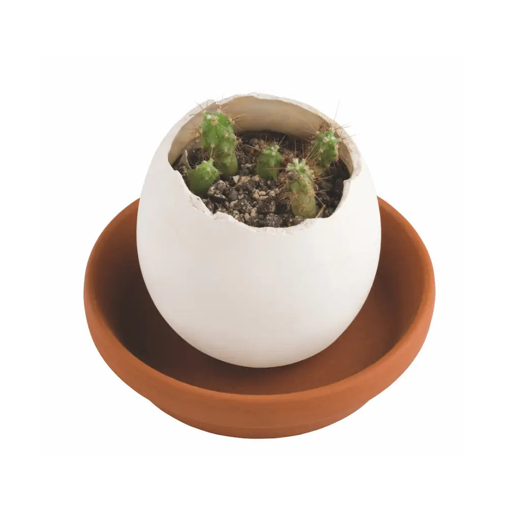 Eggling | Crack & Grow Prickly Cactus Plant